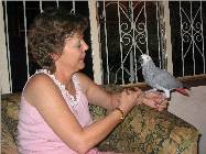 parrot